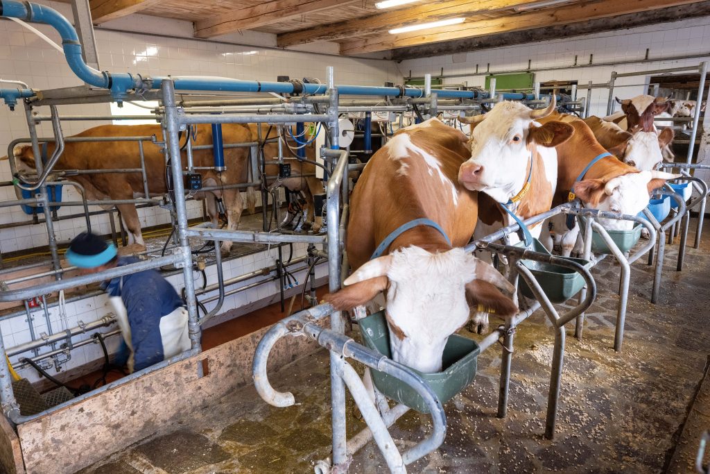 Cows in Malga Montasio